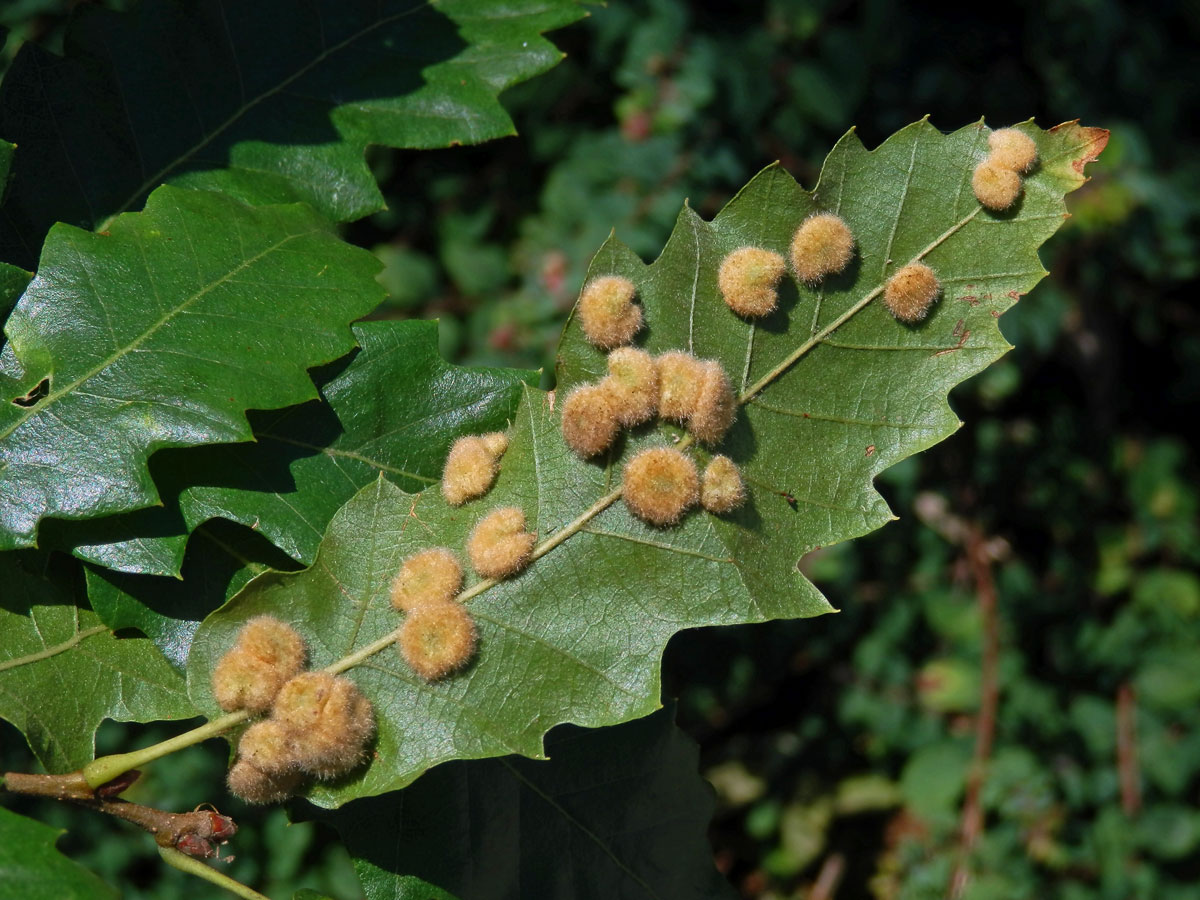 Hálky bejlomorky Dryomia circinnans, dub cer