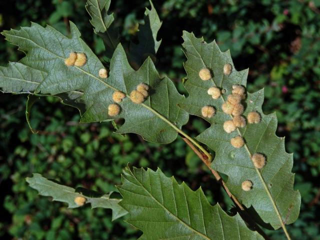 Hálky bejlomorky Dryomia circinnans, dub cer