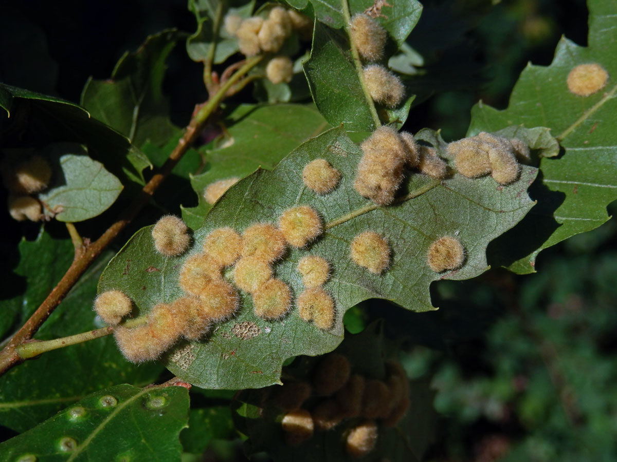 Hálky bejlomorky Dryomia circinnans, dub cer