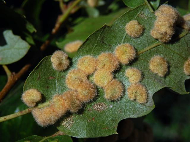 Hálky bejlomorky Dryomia circinnans, dub cer