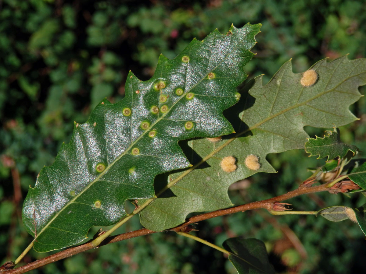 Hálky bejlomorky Dryomia circinnans, dub cer