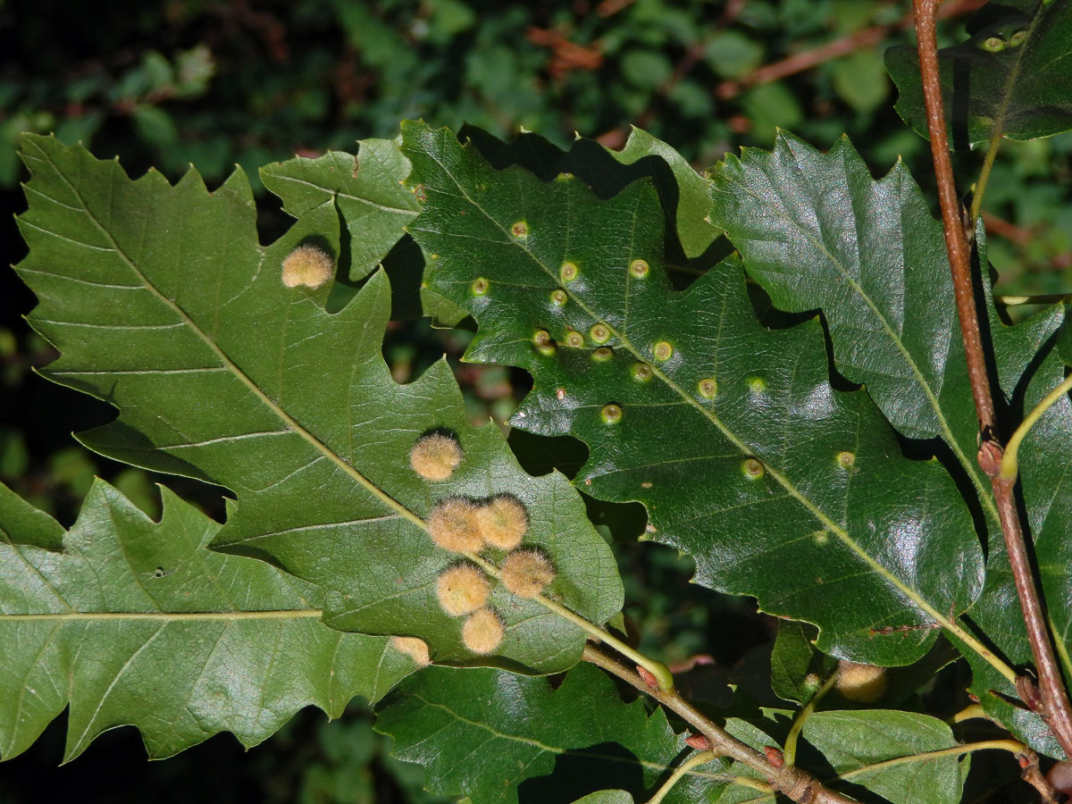 Hálky bejlomorky Dryomia circinnans, dub cer