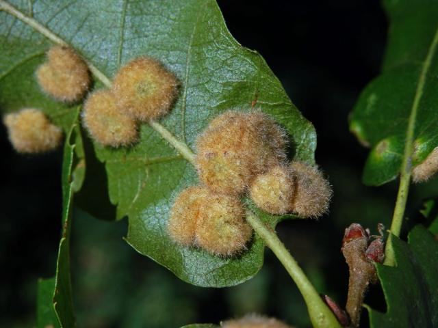 Hálky bejlomorky Dryomia circinnans, dub cer