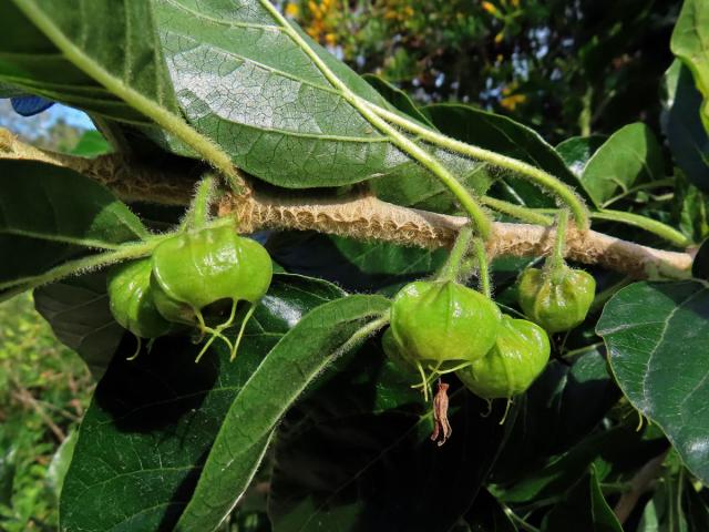 Withania aristata (Aiton) Pauquy