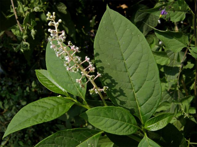 Líčidlo americké (Phytolacca americana L.)