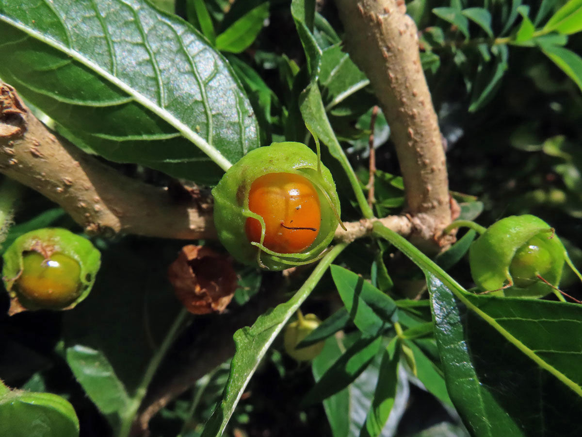 Withania aristata (Aiton) Pauquy