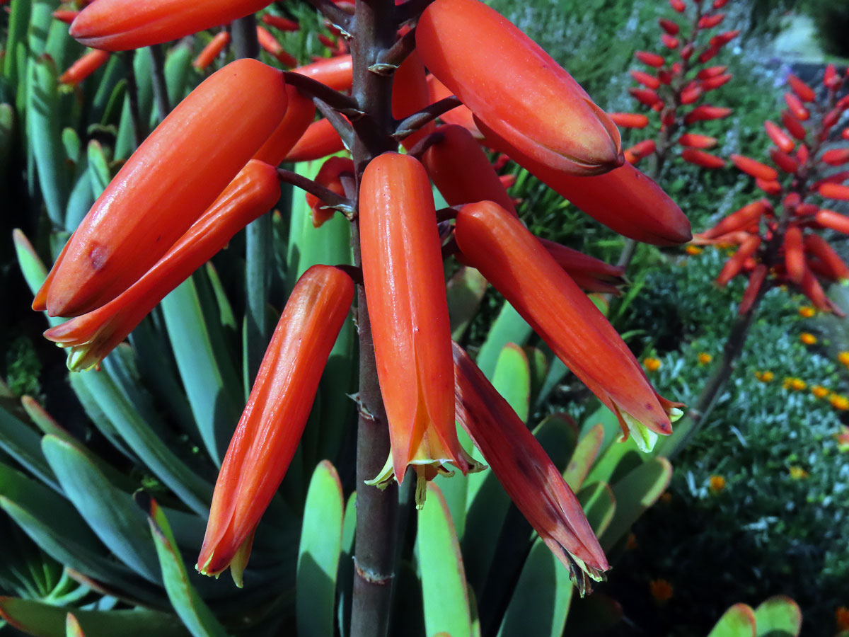 Kumara plicatilis (L.) Klopper & Gideon F. Sm.