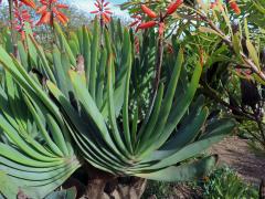 Kumara plicatilis (L.) Klopper & Gideon F. Sm.