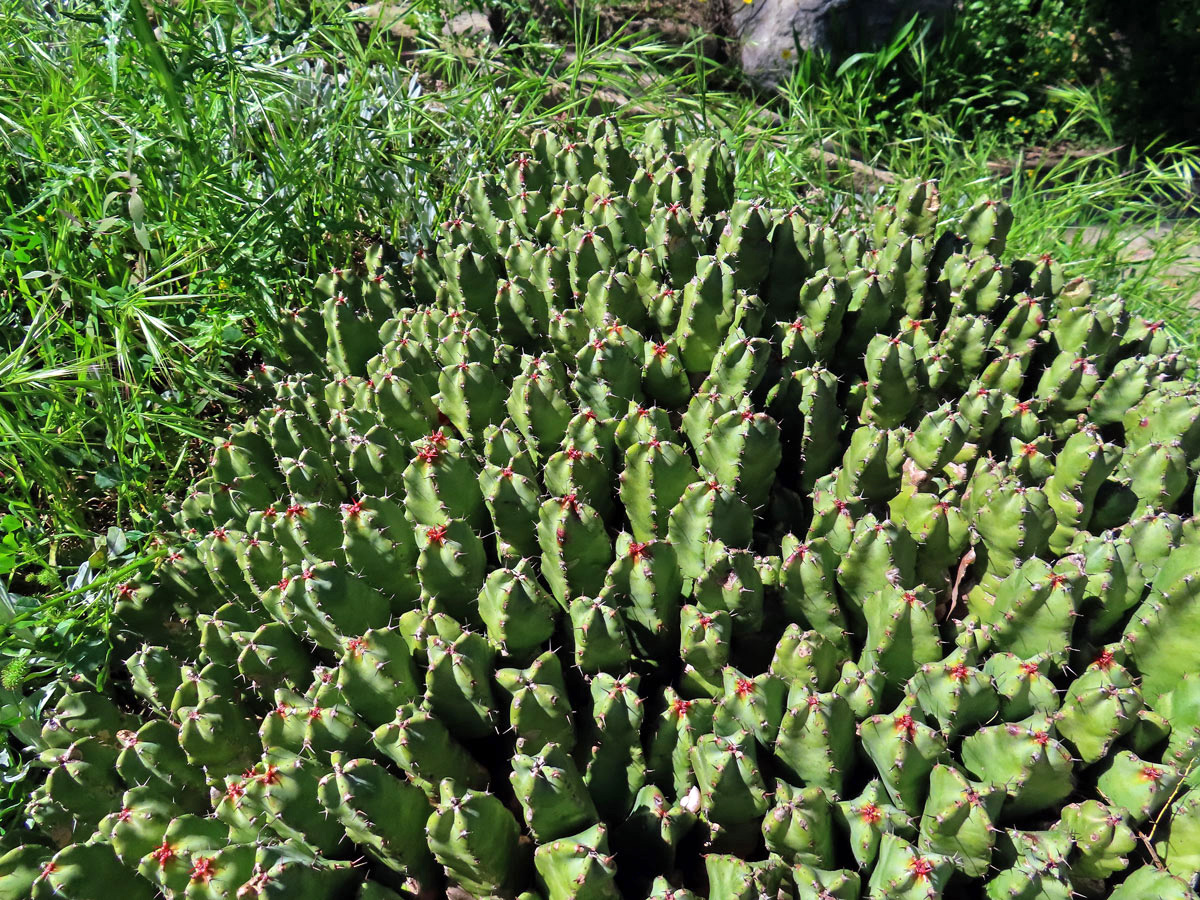 Pryšec pryskyřičný (Euphorbia resinifera Berg)