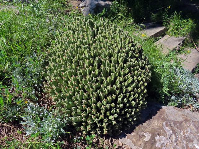 Pryšec pryskyřičný (Euphorbia resinifera Berg)