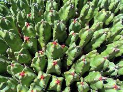 Pryšec pryskyřičný (Euphorbia resinifera Berg)