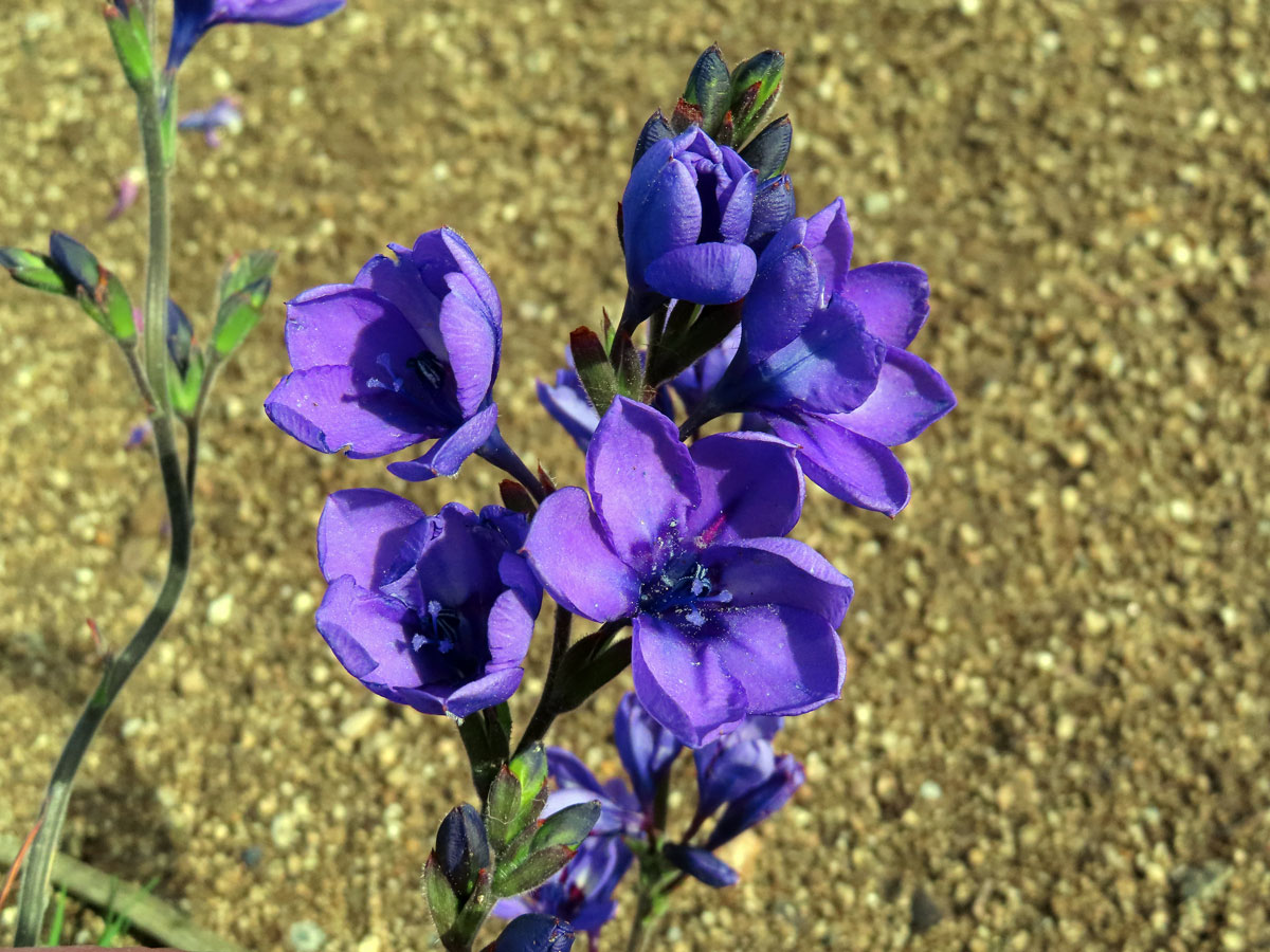 Babiana stricta (Aiton) Ker Gawl.