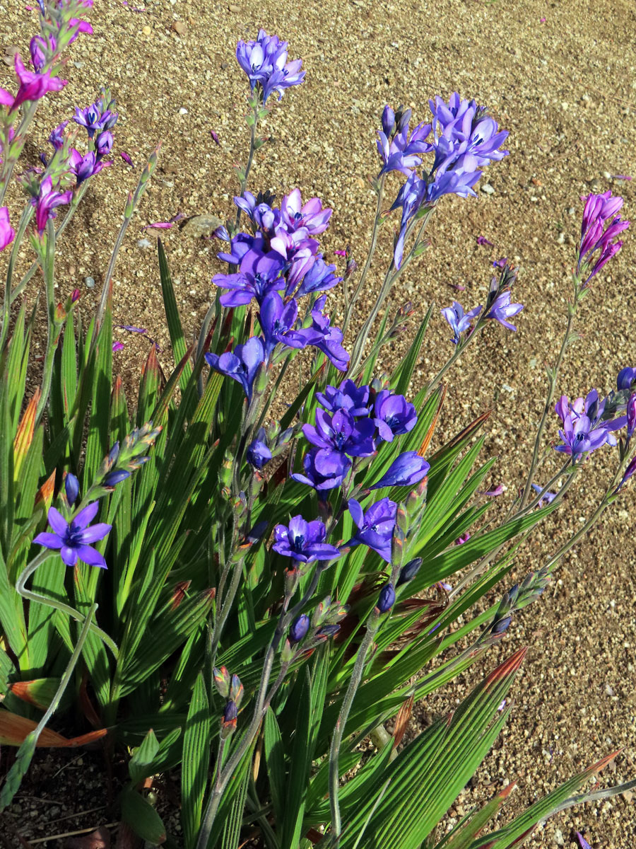 Babiana stricta (Aiton) Ker Gawl.