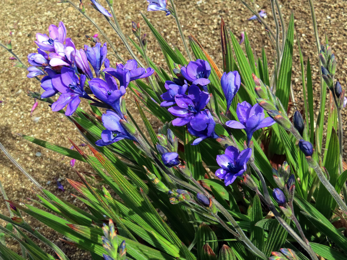 Babiana stricta (Aiton) Ker Gawl.