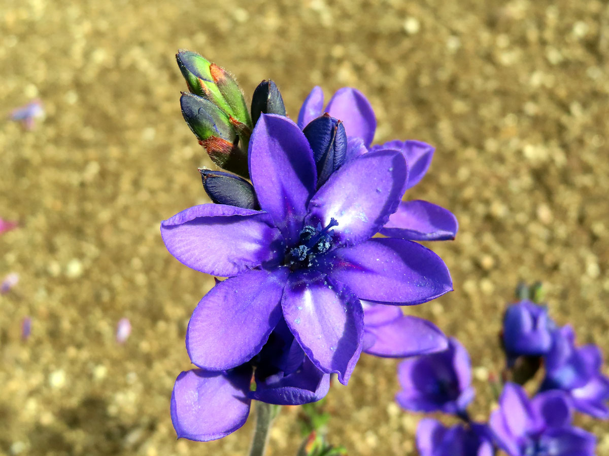 Babiana stricta (Aiton) Ker Gawl.