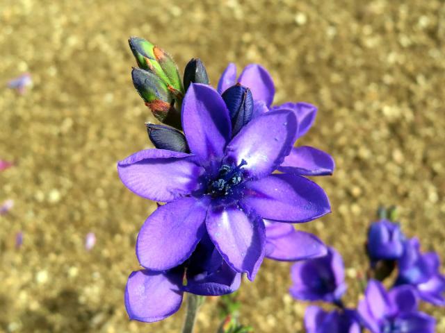 Babiana stricta (Aiton) Ker Gawl.