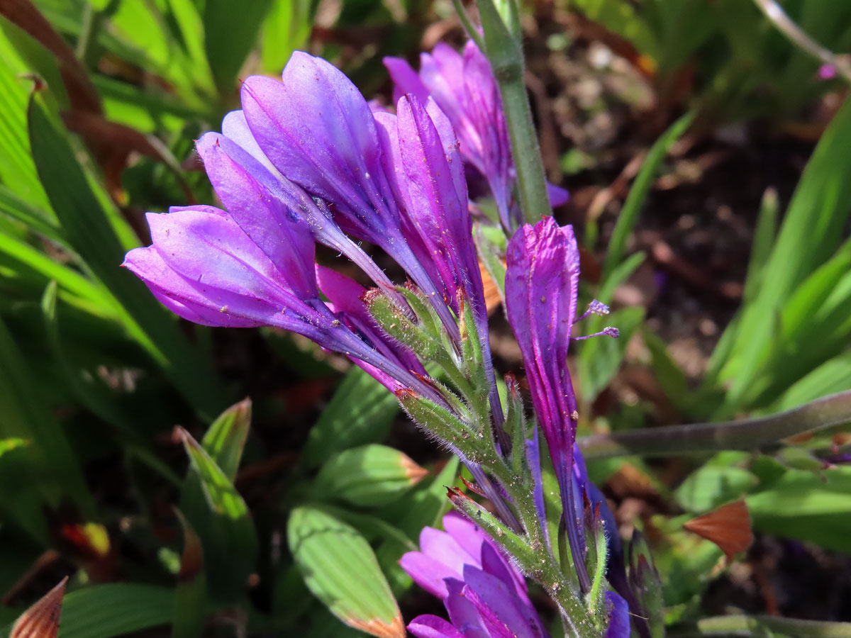 Babiana stricta (Aiton) Ker Gawl.