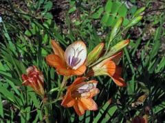 Tritonia laxifolia (Klatt) Baker 