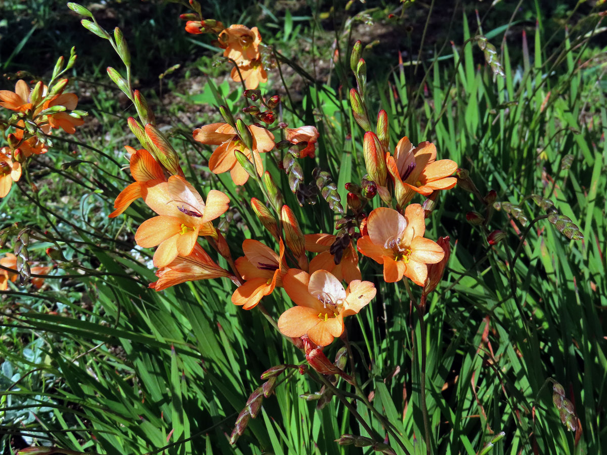 Tritonia laxifolia (Klatt) Baker