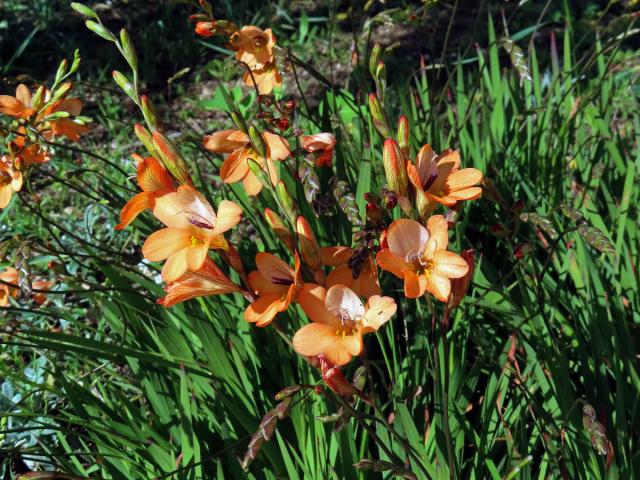 Tritonia laxifolia (Klatt) Baker