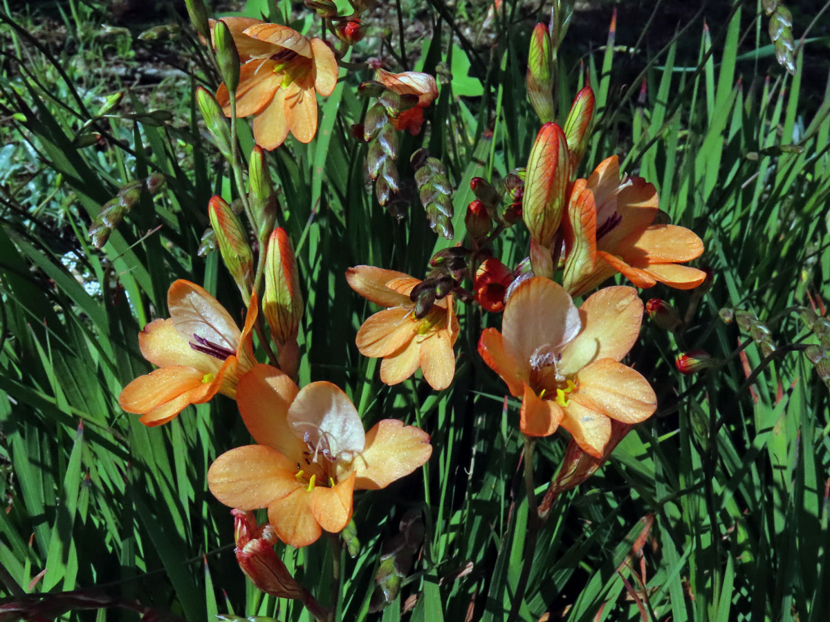 Tritonia laxifolia (Klatt) Baker