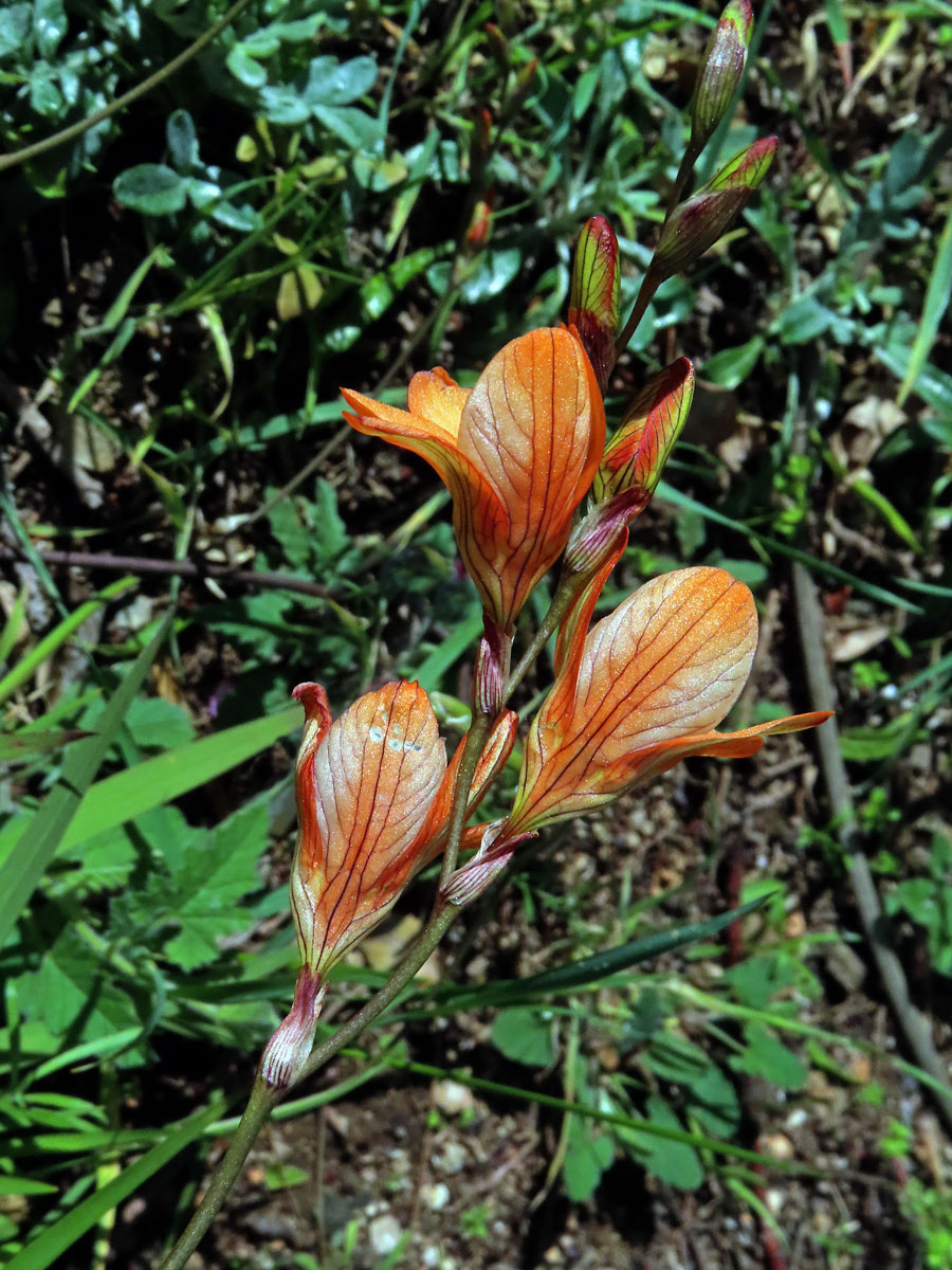 Tritonia laxifolia (Klatt) Baker