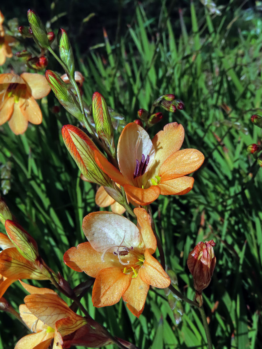 Tritonia laxifolia (Klatt) Baker