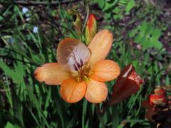 Tritonia laxifolia (Klatt) Baker