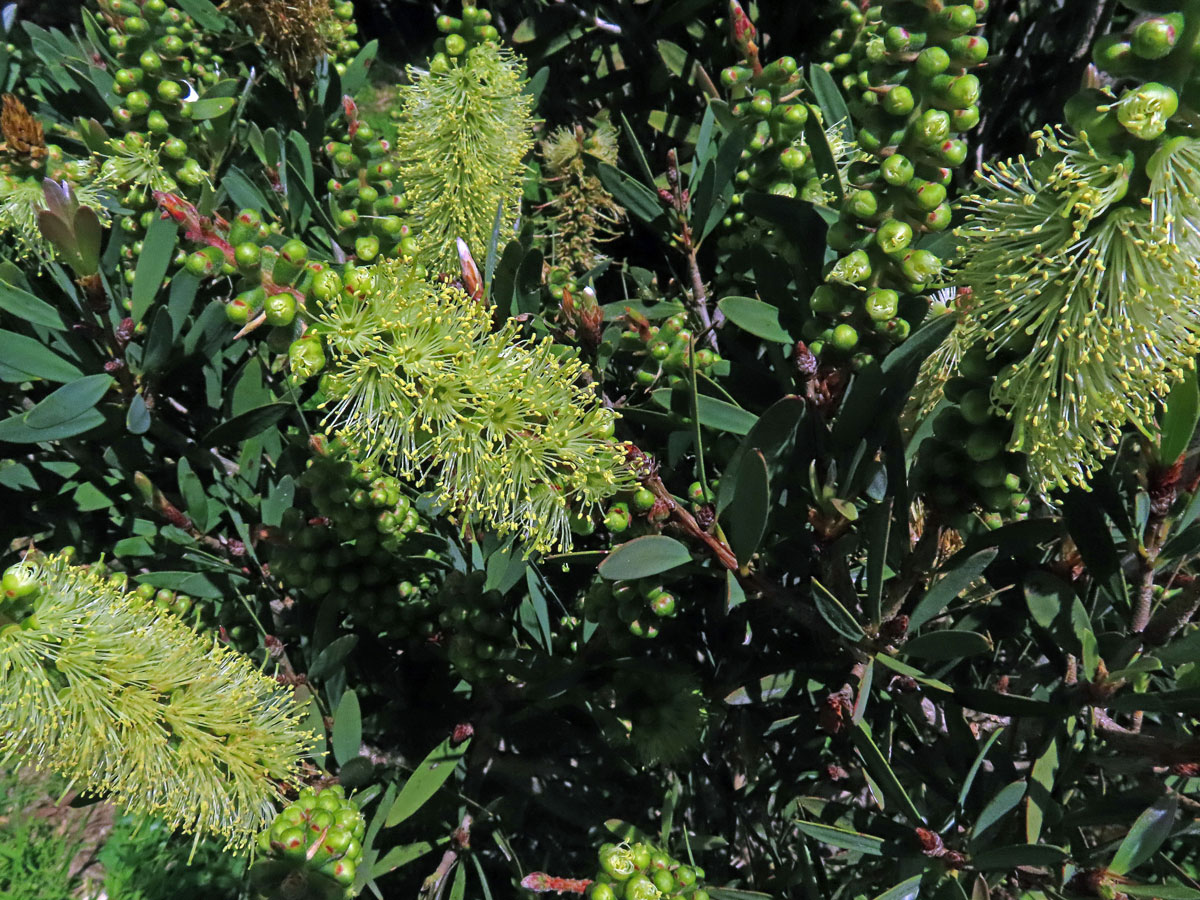 Štěkovec (Callistemon pallidus (Bonpl.) DC.)