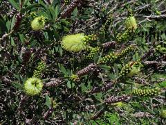 Štěkovec (Callistemon pallidus (Bonpl.) DC.)