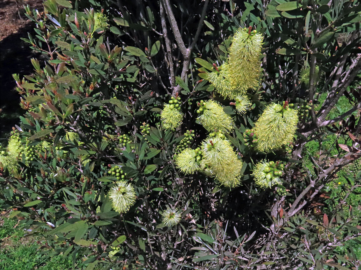 Štěkovec (Callistemon pallidus (Bonpl.) DC.)