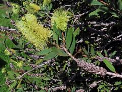 Štěkovec (Callistemon pallidus (Bonpl.) DC.)