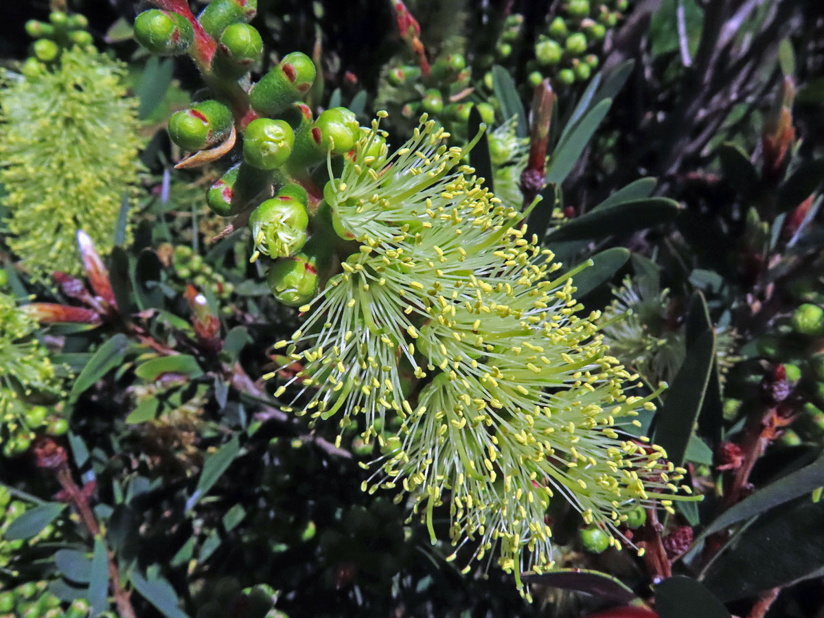 Štěkovec (Callistemon pallidus (Bonpl.) DC.)