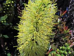 Štěkovec (Callistemon pallidus (Bonpl.) DC.)