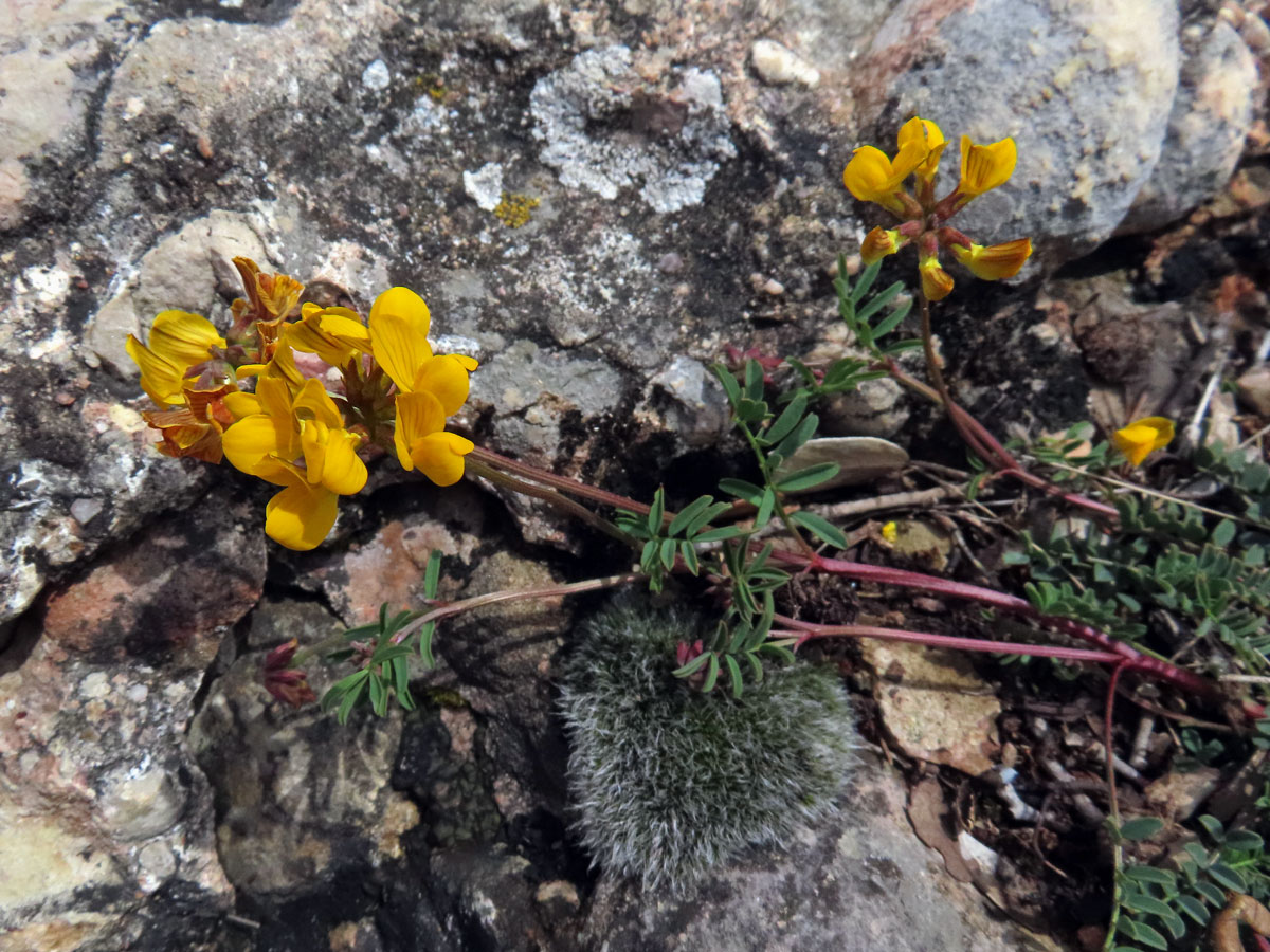 Podkovka chocholatá (Hippocrepis comosa L.)