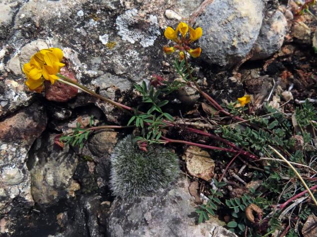 Podkovka chocholatá (Hippocrepis comosa L.)