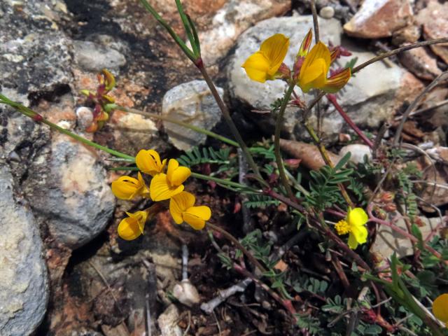 Podkovka chocholatá (Hippocrepis comosa L.)