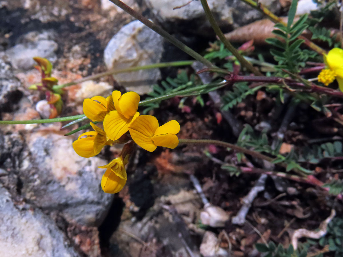 Podkovka chocholatá (Hippocrepis comosa L.)