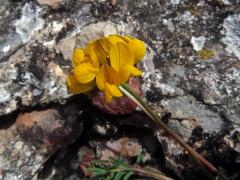 Podkovka chocholatá (Hippocrepis comosa L.)