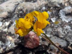 Podkovka chocholatá (Hippocrepis comosa L.)