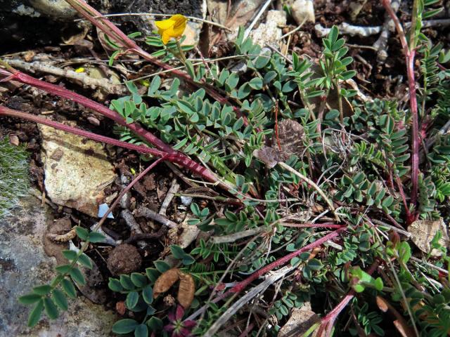 Podkovka chocholatá (Hippocrepis comosa L.)