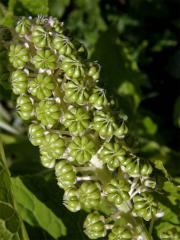 Líčidlo jedlé (Phytolacca esculenta Van Houtte)