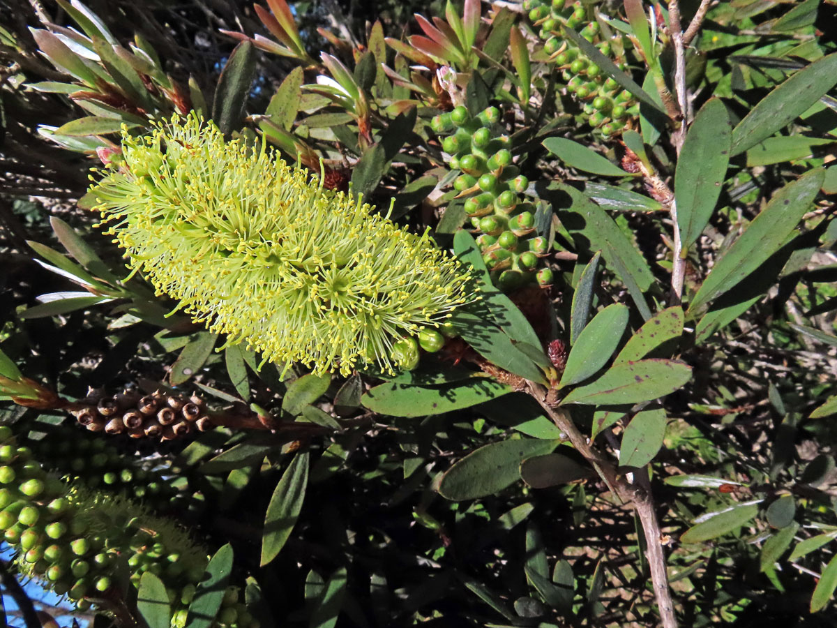 Štěkovec (Callistemon pallidus (Bonpl.) DC.)