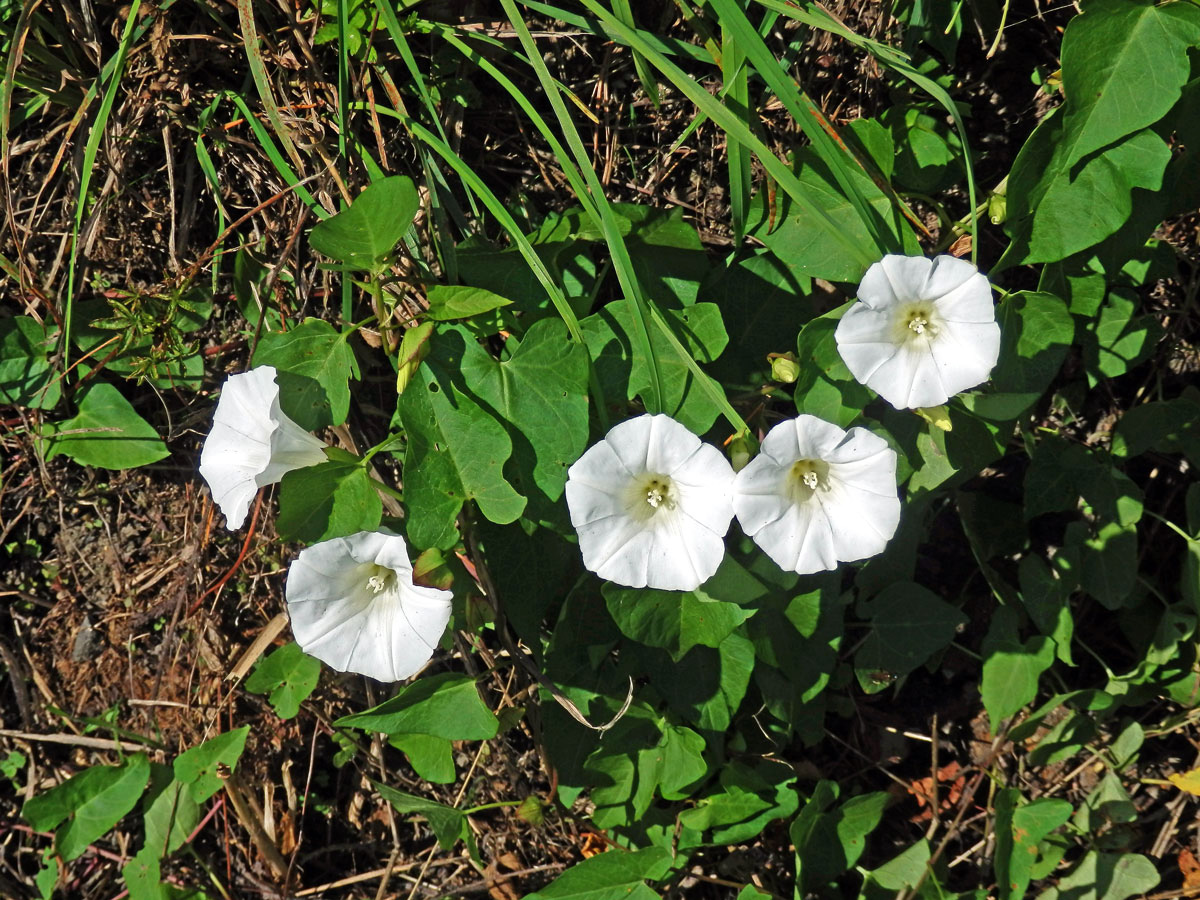 Opletník plotní (Calystegia sepium (L.) R. Br.)