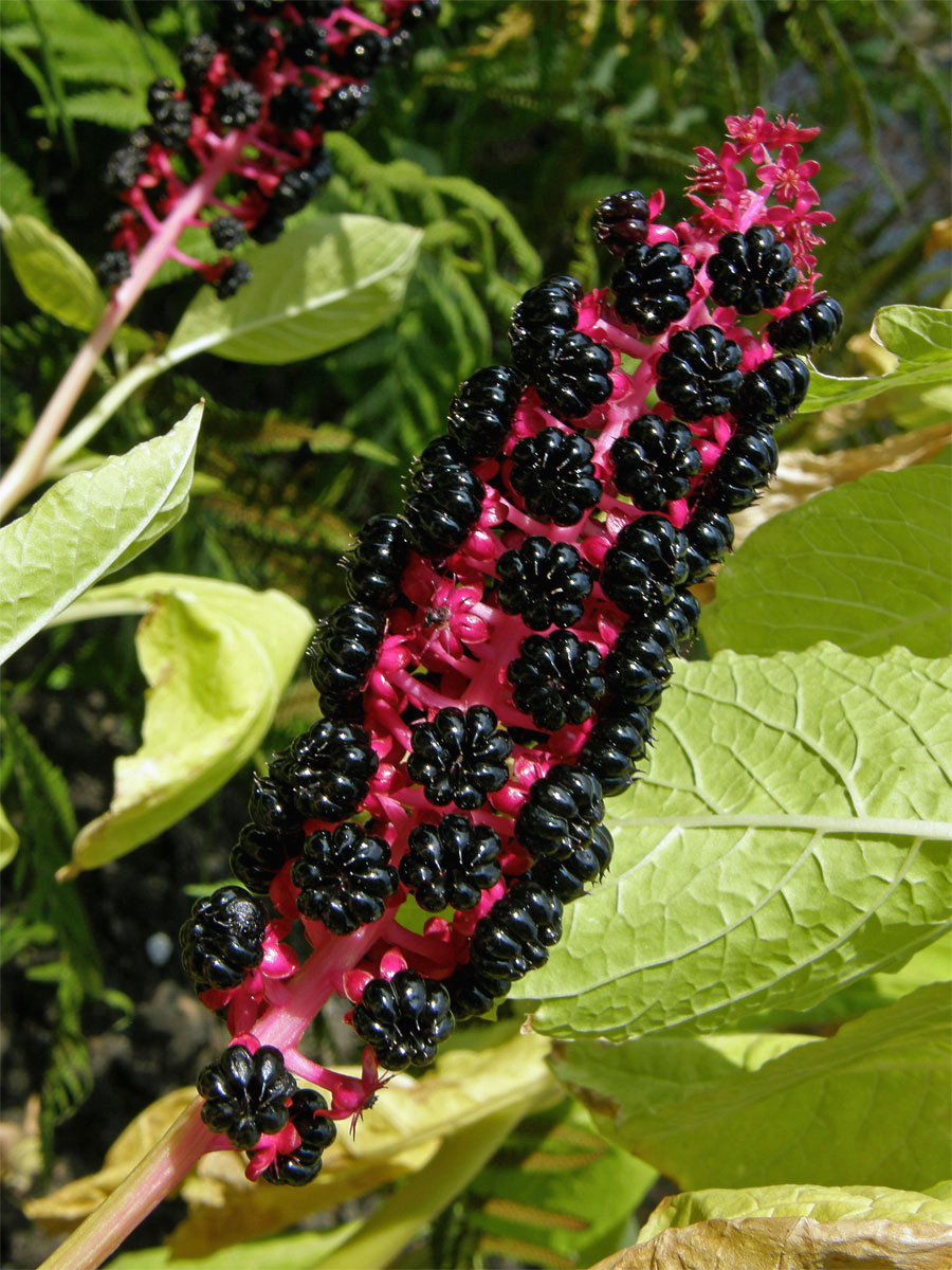 Líčidlo jedlé (Phytolacca esculenta Van Houtte)