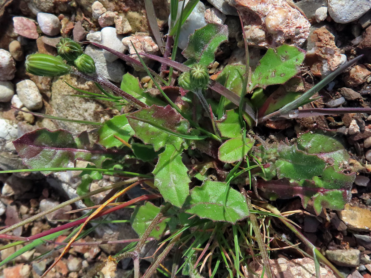 Škarda (Crepis sancta (L.) Bornm.)