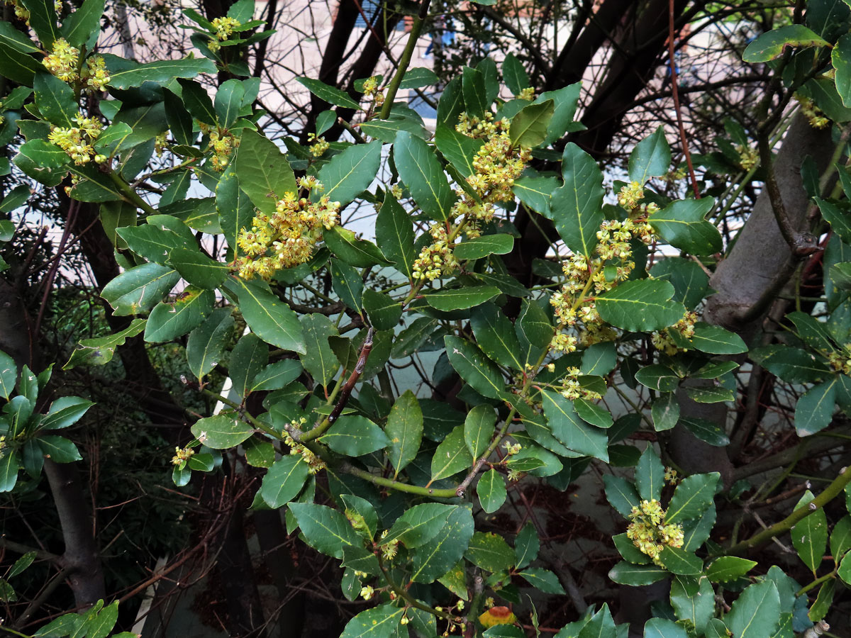 Vavřín vznešený (Laurus nobilis L.)