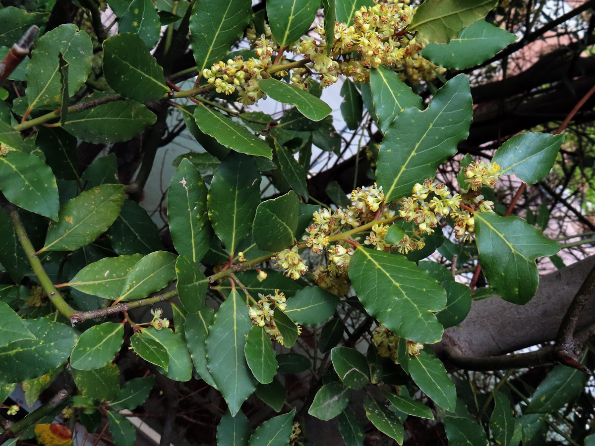 Vavřín vznešený (Laurus nobilis L.)