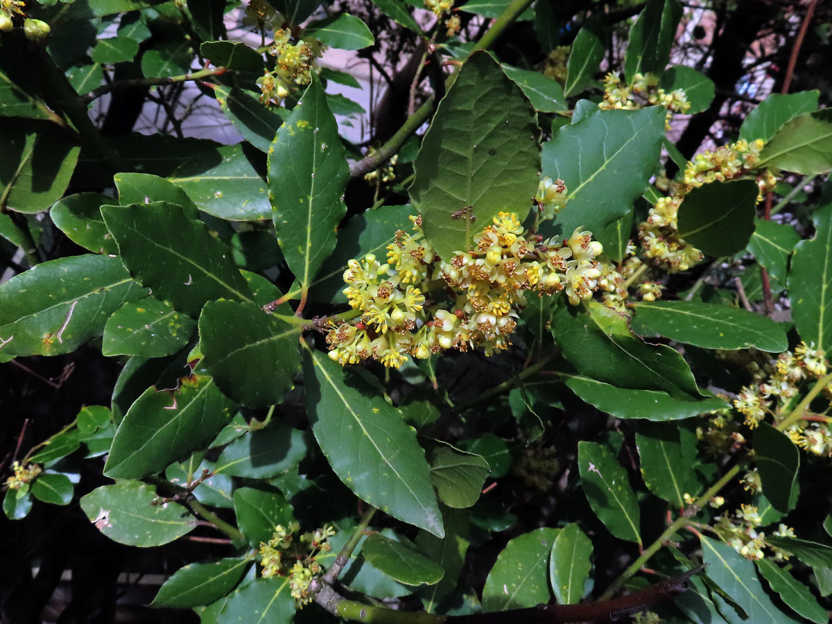 Vavřín vznešený (Laurus nobilis L.)