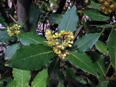 Vavřín vznešený (Laurus nobilis L.)